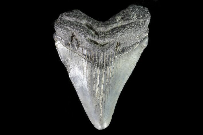 Juvenile Megalodon Tooth - Georgia #75388